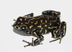 dendrobates auratus